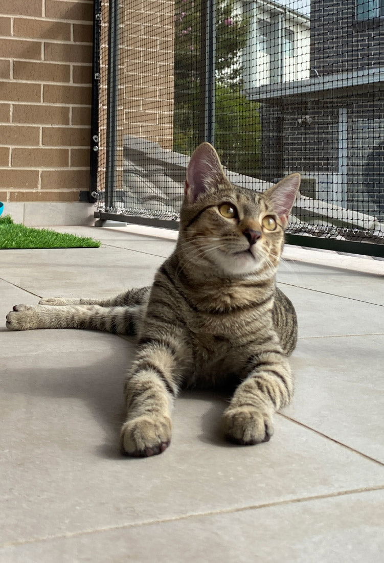 Catnets | Cat Enclosures, Cat nets, Cat Netting, Cat Runs, Containment ...